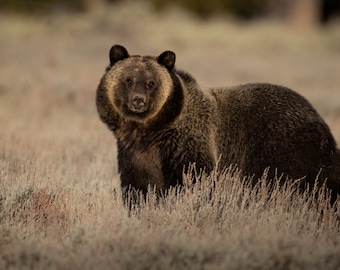 Grizzly Bear in Grand Teton National Park Photo, Metal, Canvas or Acrylic Print Harry Collins Original Wildlife photography Wall Art Home