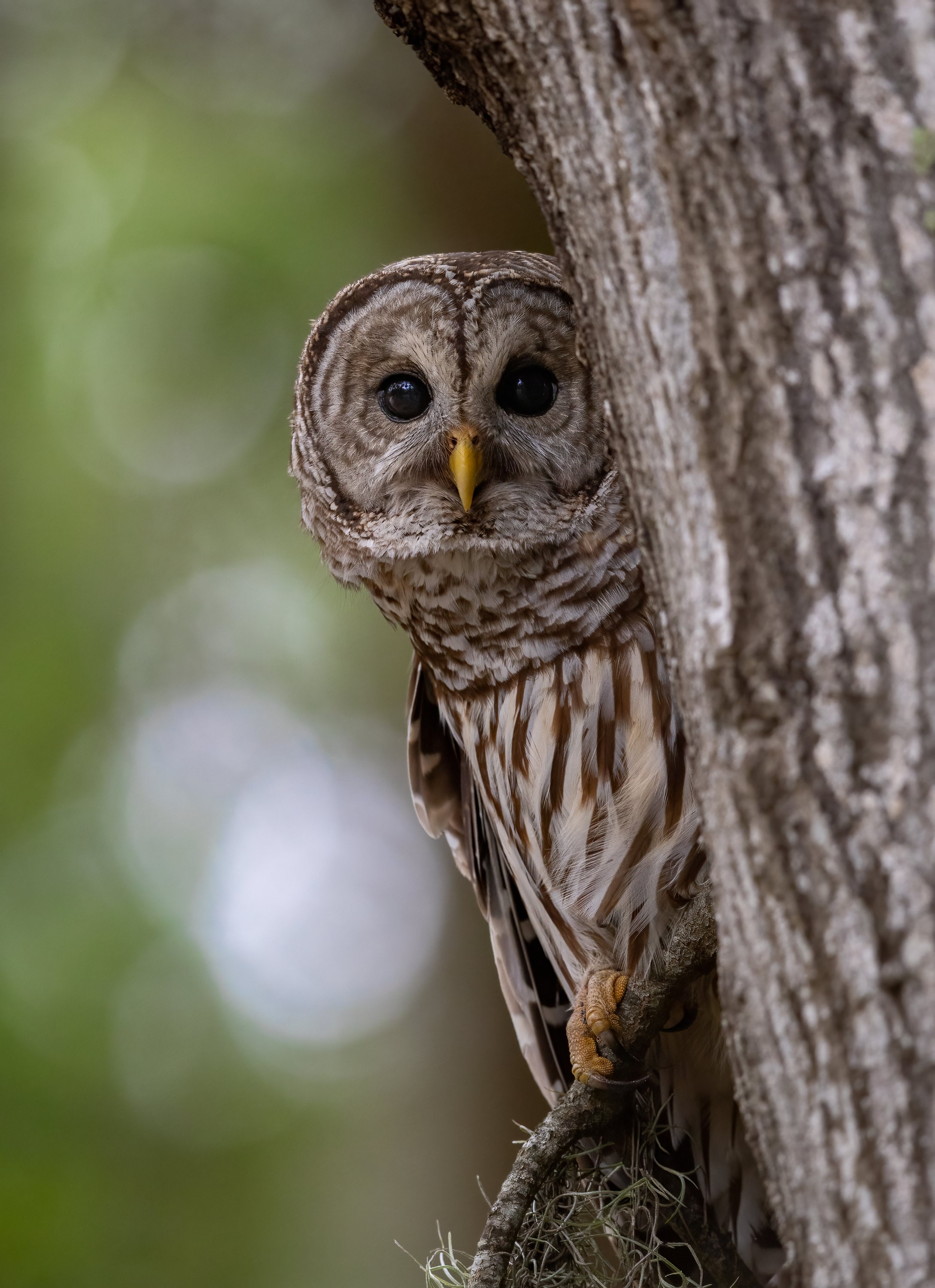 Barred Owl Photo, Metal, Canvas or Acrylic Print Harry Collins Photography Wall Art - Hanging Wall A