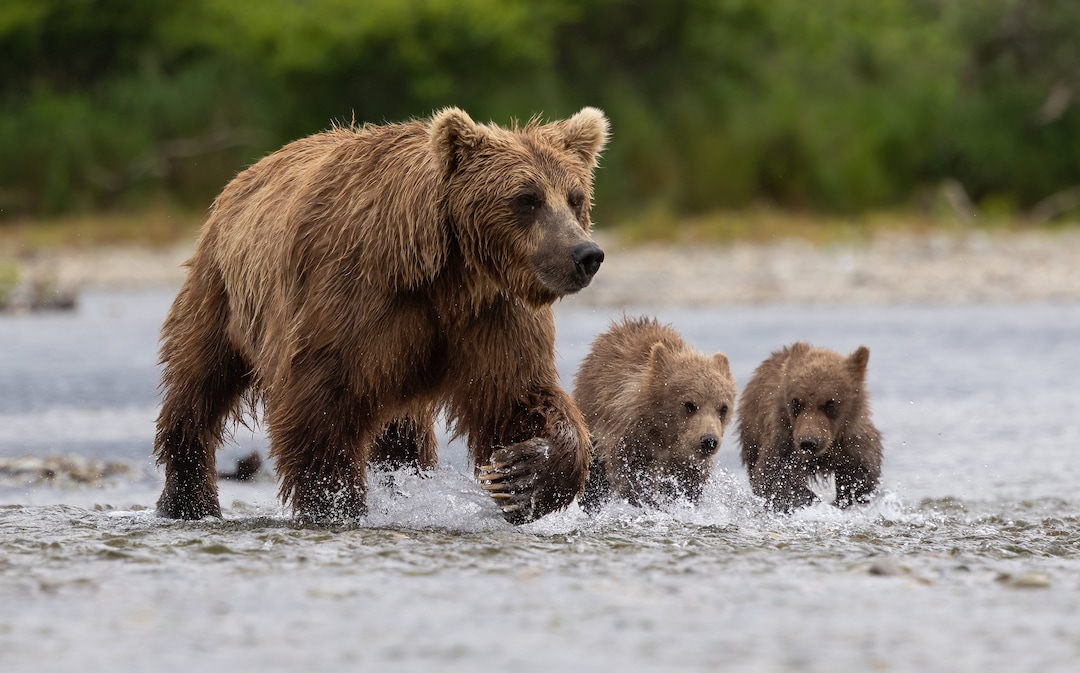 Brown/grizzly Bear With Cubs in Alaska Photo, Metal, Canvas or Acrylic ...