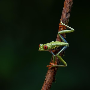 Red-eyed Tree Frog in Costa Rica