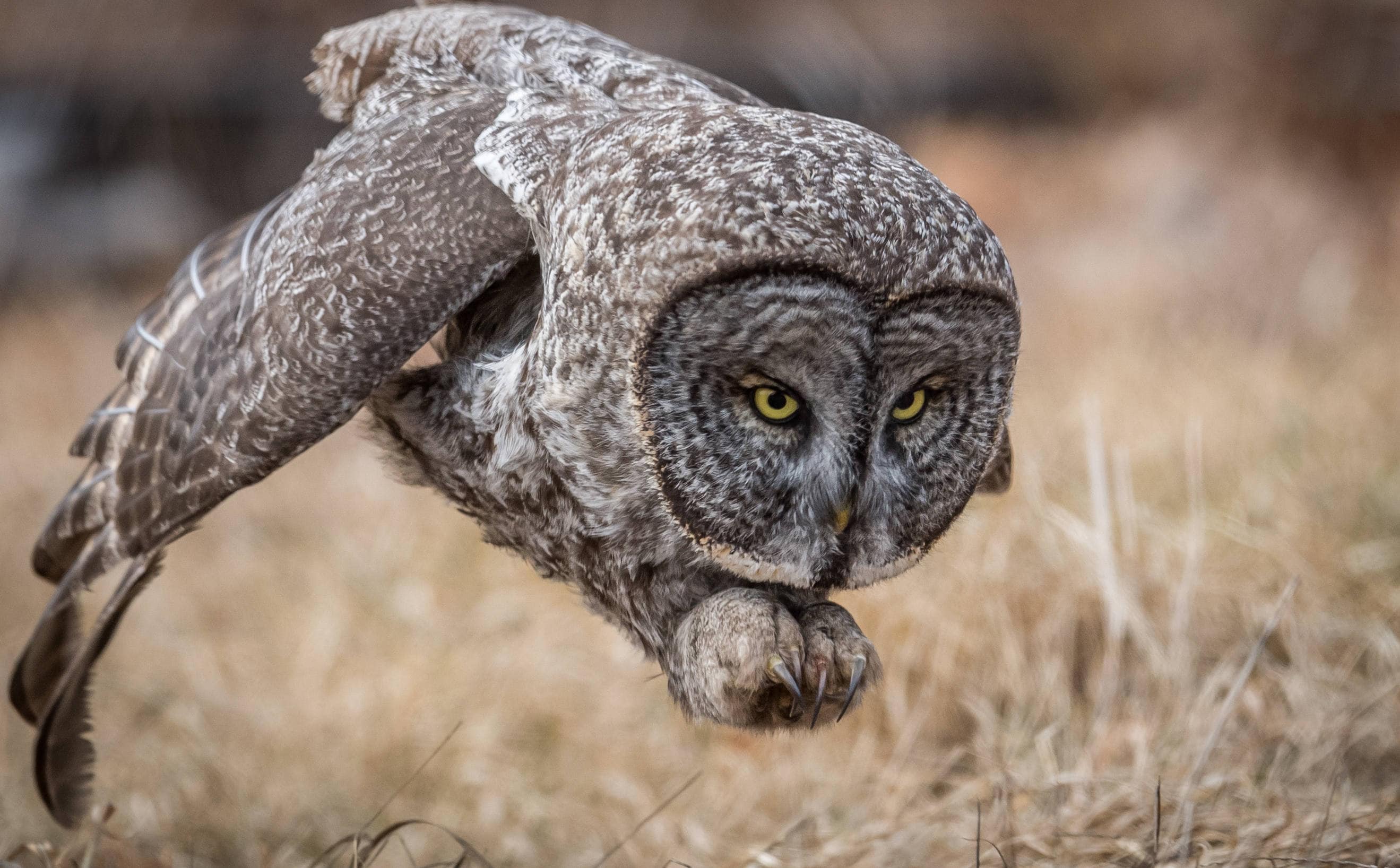 Great Gray Owl Photo