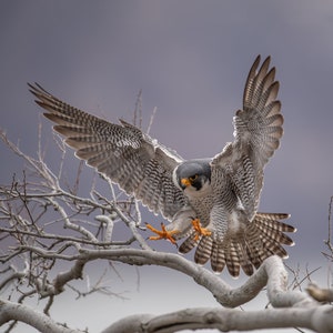 Peregrine Falcon Photo and/or Metal Print