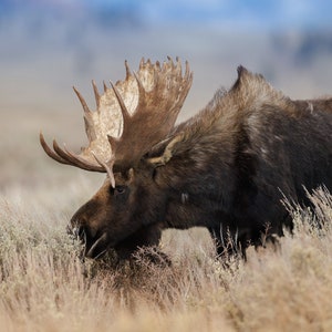 Moose in Grand Teton National Park Photo, Metal, Canvas or Acrylic Print Harry Collins Wildlife Photography Wall Art Home Decor Antlers