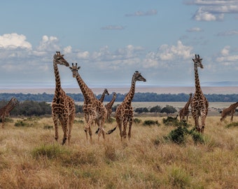 Giraffe at Sunrise in Africa, Photo, Metal, Canvas or Acrylic Print