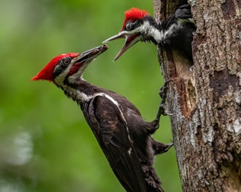 Pileated woodpecker nest Photo, Metal, Canvas or Acrylic Print Harry Collins Original Photography Artwork Home decor Living room Wall Art