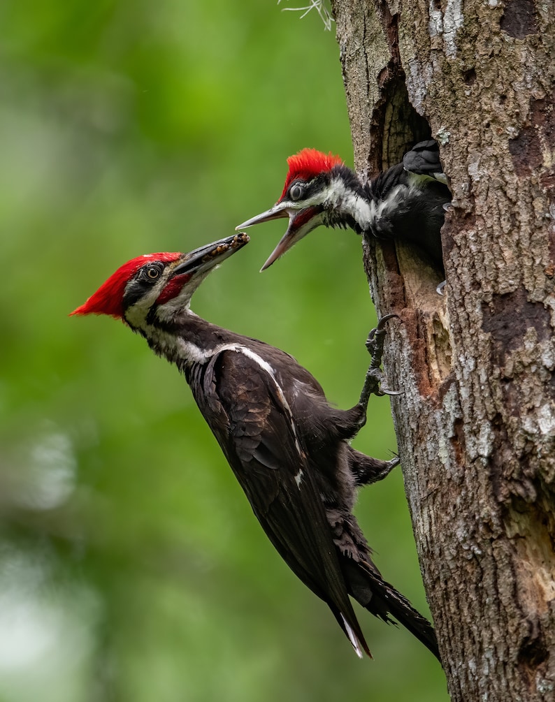 Pileated woodpecker nest Photo and/or Metal Print | Etsy