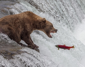 Brown/Grizzly Bear Fishing for Salmon at Brooks Falls in Alaska Photo, Metal, Canvas or Acrylic Print Harry Collins Photography