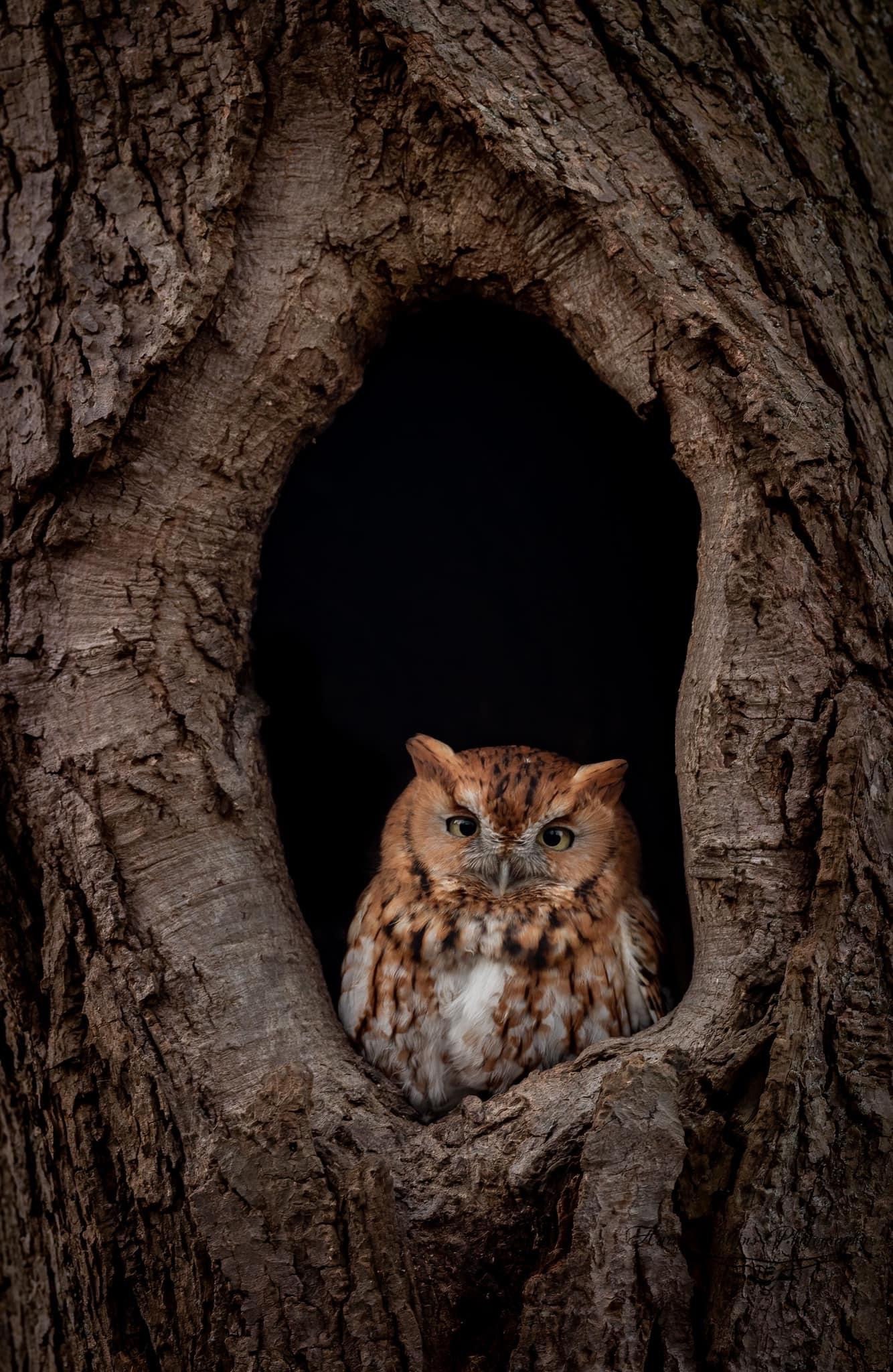 Screech Owl Photo, Metal or Acrylic Print Harry Collins Original Photography