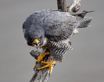 Peregrine Falcon Photo, Metal or Acrylic Print