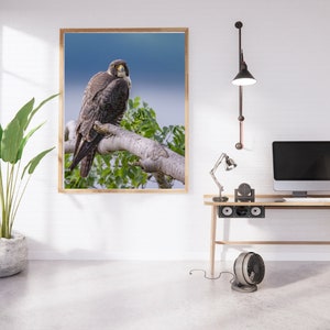 Peregrine Falcon Photo Metal Canvas Acrylic Print Harry Collins Photography Wildlife Animal Bird Nature Wall Art Center Landscape Tree
