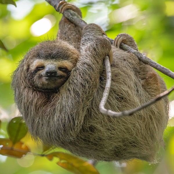 Sloth in Costa Rica Photo, Metal or Acrylic Print Harry Collins Wildlife Photography Wall Art Fine Art Home Decor Hanging Pura Vida