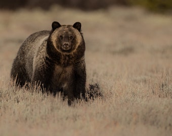Grizzly Bear in Grand Teton National Park Photo, Metal, Canvas or Acrylic Print Harry Collins Original Photography Wall Art Home Decor Gift