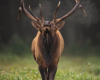 Bull Elk Antlers Photo, Metal or Acrylic Print Harry Collins Original Wildlife Photography Wall Art Home decor Living room Gifts