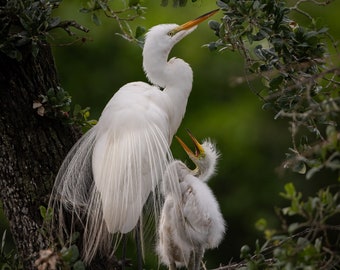 Great Egret Nest Fine Art Photo, Print, Metal or Acrylic Harry Collins Original Photography Wall Art Home decor Gifts Wildlife Print