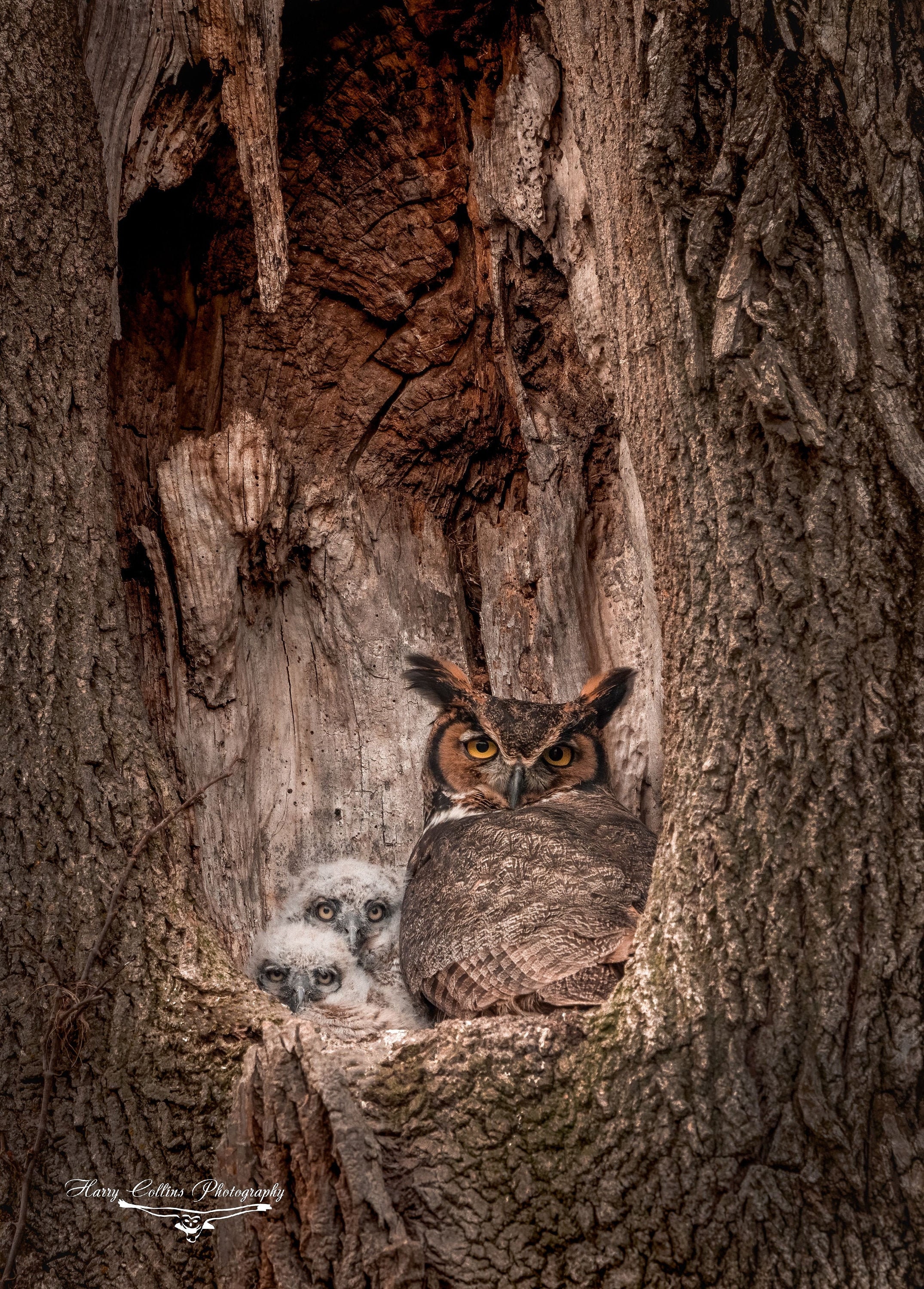 Great Horned Owl Photo, Metal or Acrylic Print Harry Collins Original Photography Wildlife Wall Art 