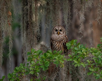 Barred Owl Spanish Moss Photo, Print/Metal/Acrylic Harry Collins Wildlife Photography Original Wall Art Home Decor Living Room Gifts