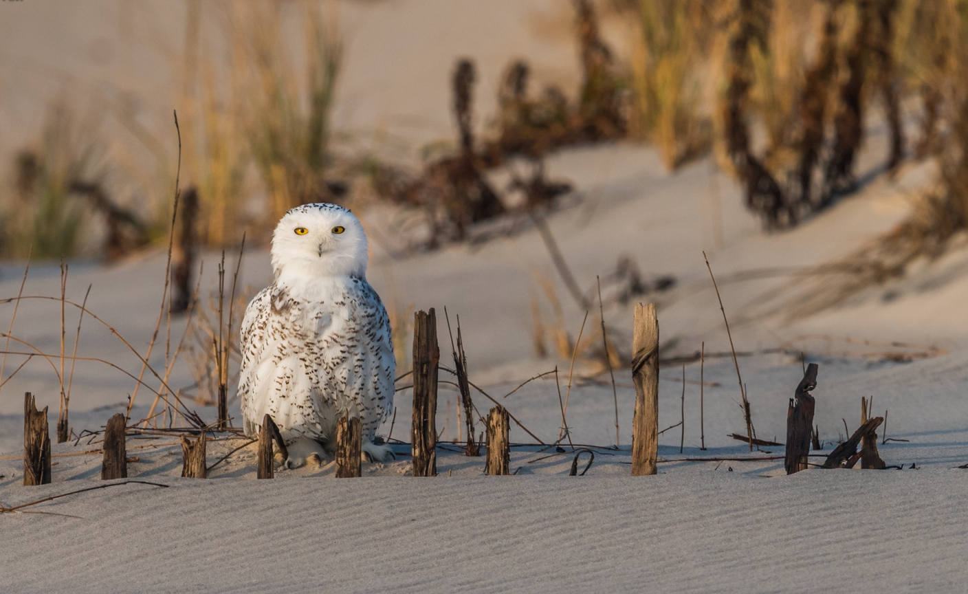Snowy Owl on the Beach Metal Canvas Photo Harry Collins Original Wildlife Photography Wall Art Home 