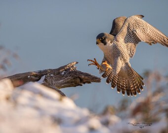 Peregrine Falcon Photo Harry Collins Original Wildlife Photography Wall Art Metal Print Canvas Home decor Living room Gift