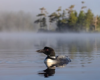 Common Loon in Acadia National Park Photo, Metal or Acrylic Print Harry Collins Original Artwork Photography Wall Art Home decor Gifts