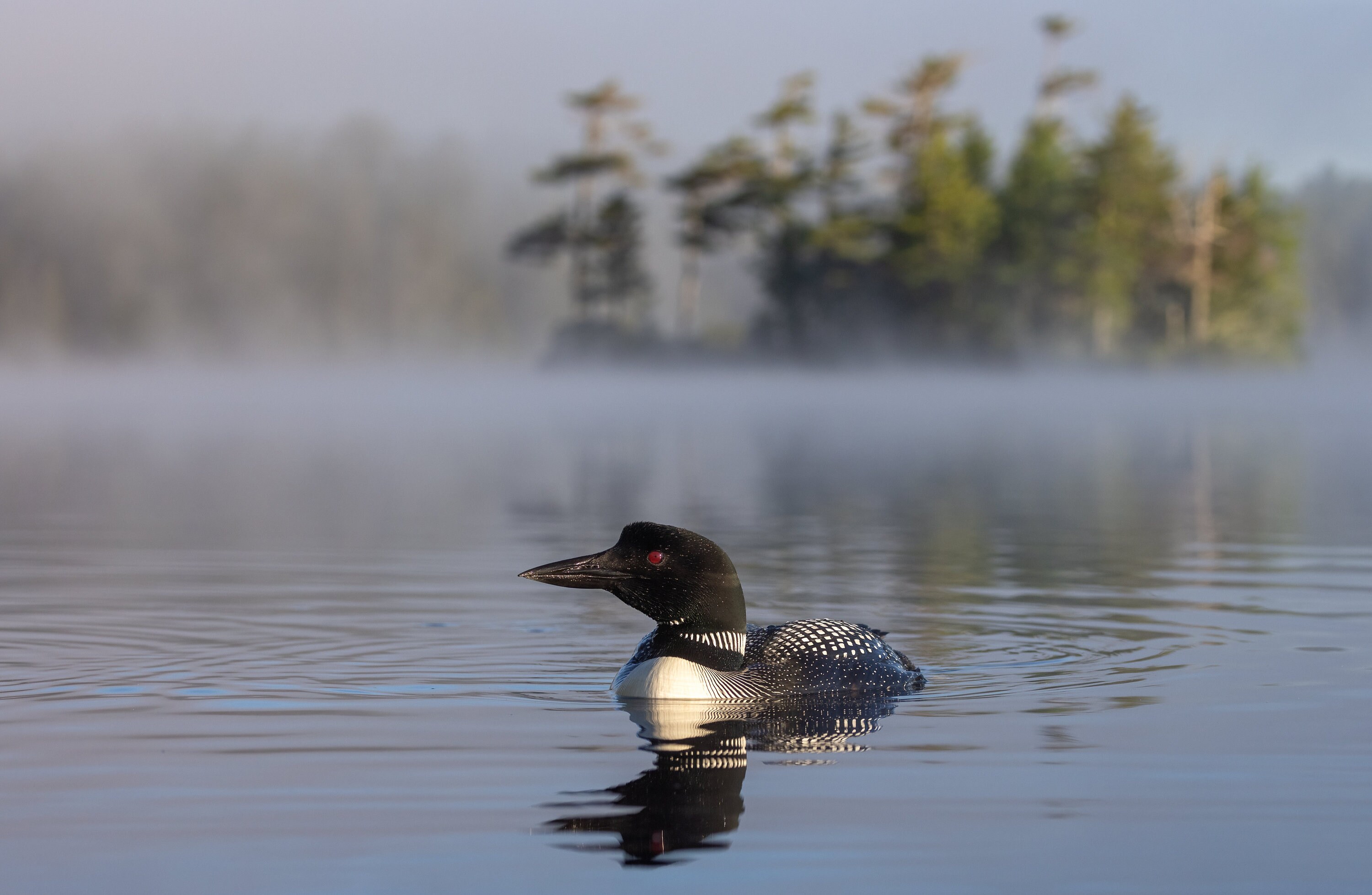 Common Loon In Acadia National Park Photo Metal Or Acrylic Etsy 日本