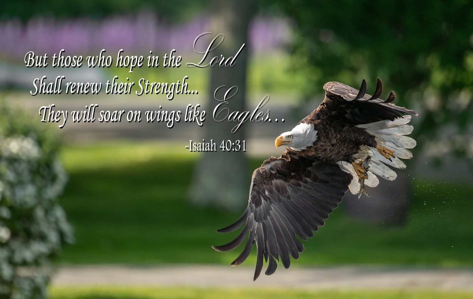 Eagleisaiah 4031 Bible Verse Picture Etsy