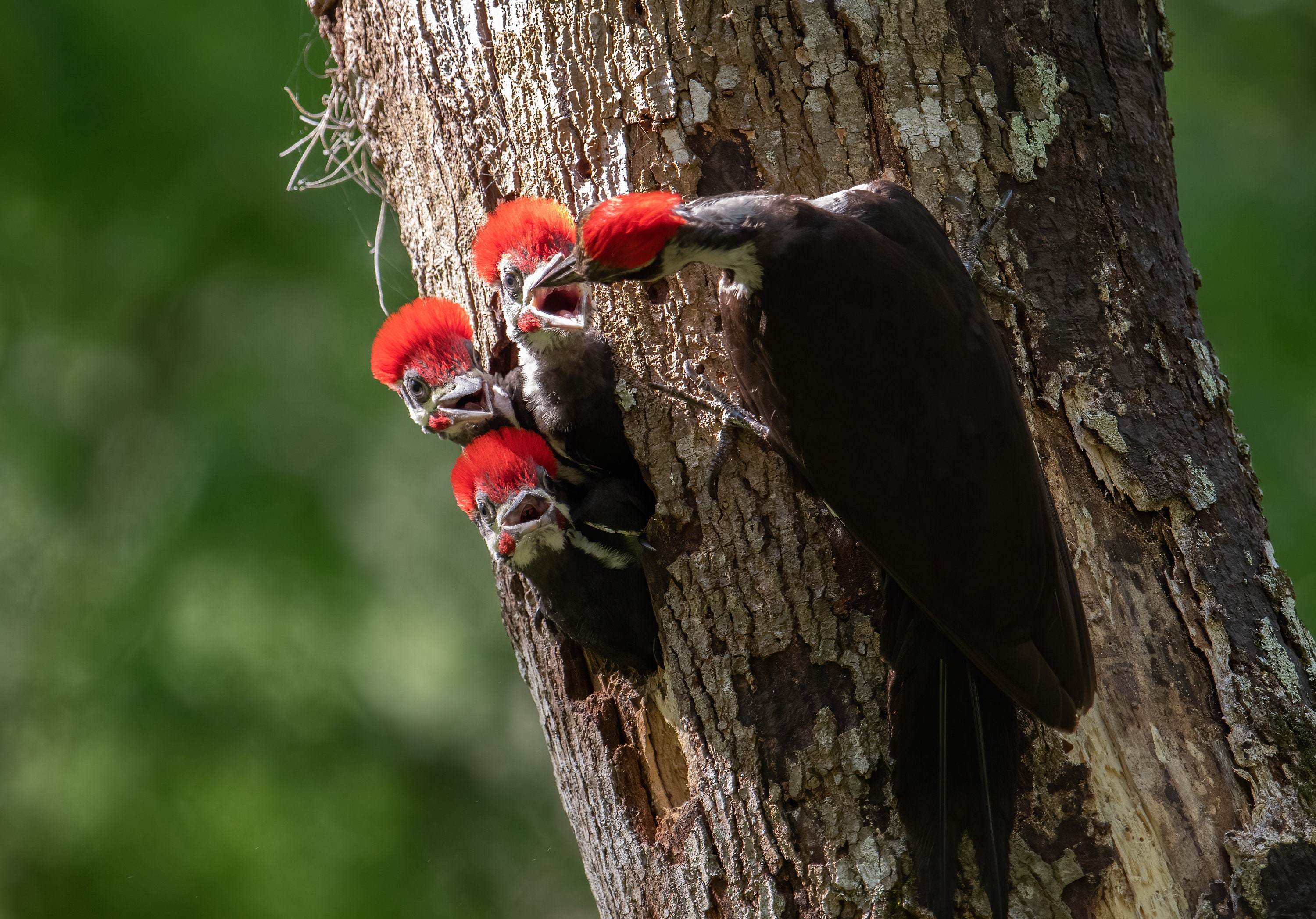 Woodpecker Bird Nest