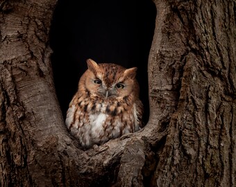 Screech Owl Photo, Metal or Acrylic Print Harry Collins Original Photography Wall Art Home Decor Living Room Art Gifts