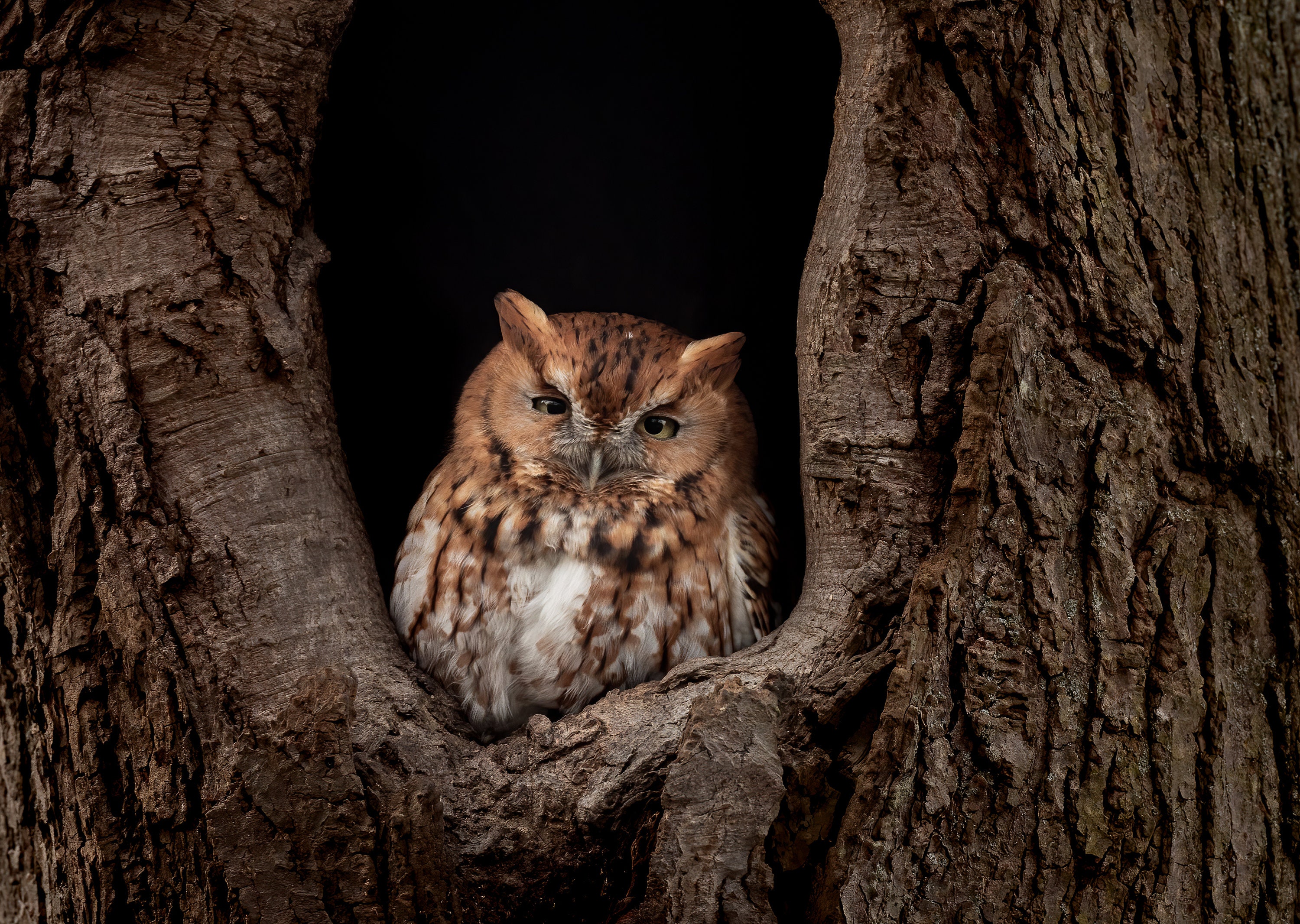 Screech Owl Photo, Metal or Acrylic Print Harry Collins Original Photography Wall Art Home Decor Liv