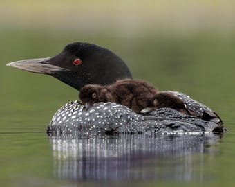 Common Loon and Chicks in Acadia National Park Photo, Metal or Acrylic Print Harry Collins Original Artwork Photography Home Decor Gifts
