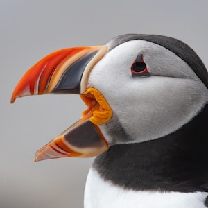 Close up of Atlantic Puffin Face Beak Photo, Metal or Acrylic Print Harry Collins Photography Puffin Art Gift Bird Lover