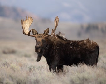 Moose in Grand Teton National Park Photo, Metal, Canvas or Acrylic Print Harry Collins Photography Original Wildlife Art Wall Hanging
