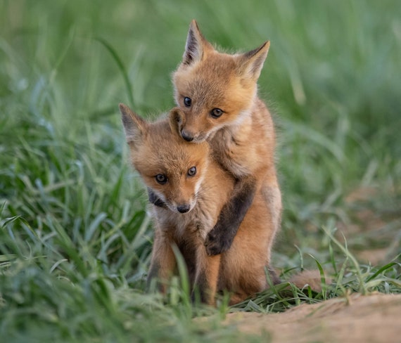 Le Renard Roux Kit Photo Imprimer Ou En Metal Etsy