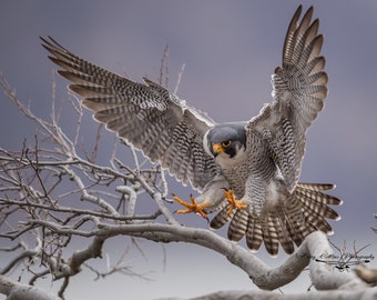 Peregrine Falcon Photo, Metal, Canvas or Acrylic Print