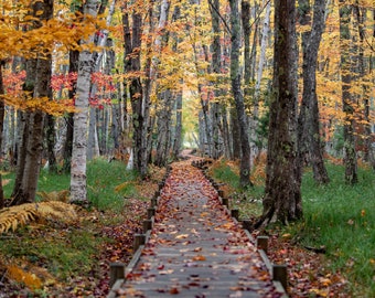 Autumn in Acadia National Park, Maine Photo, Metal, Acrylic or Canvas Harry Collins Original Photography Wall Art Home Decor Living Room