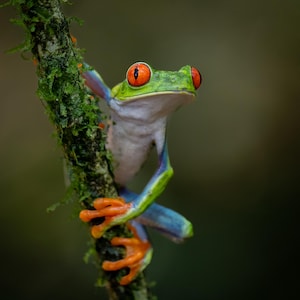 Red-eyed Tree Frog in Costa Rica