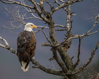 Bald Eagle Print or Metal Harry Collins Photography Eagle Photo Wall Art Wall Hanging Home Decor Living room Eagle Art Patriotic Gift