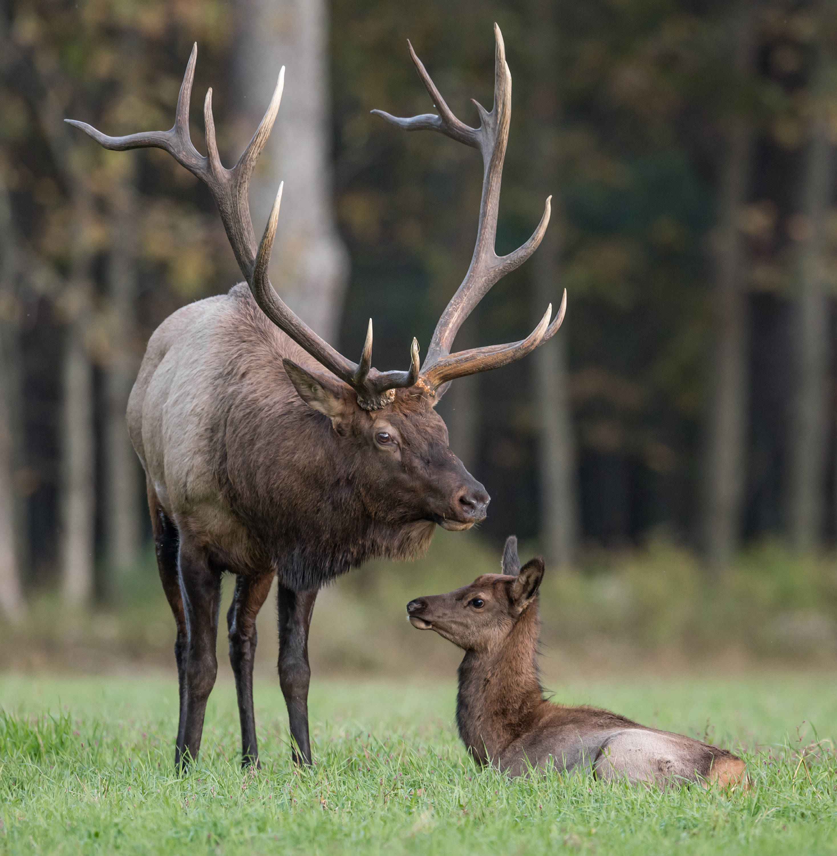 Young Elk Drawings
