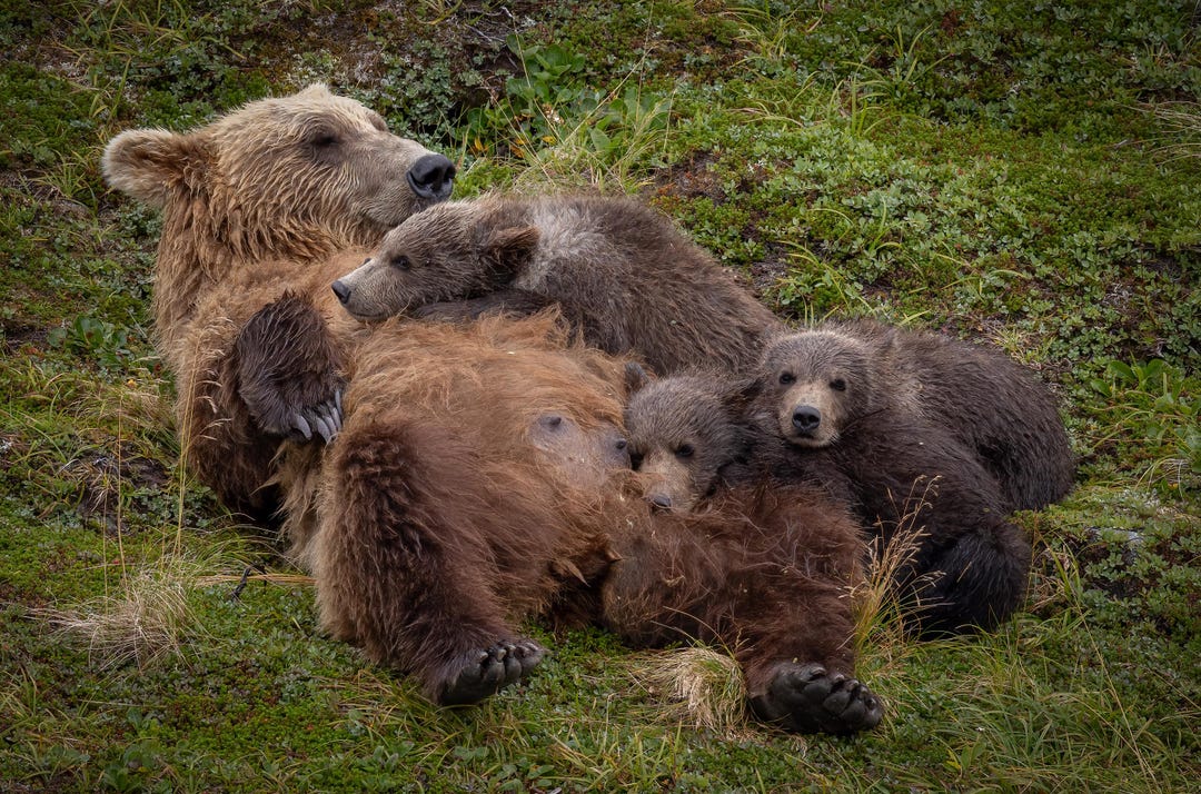 Brown/grizzly Bear With Cubs in Alaska Photo, Metal, Canvas or Acrylic ...