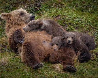Brown/Grizzly Bear with Cubs in Alaska Photo, Metal, Canvas or Acrylic Print Harry Collins Photography
