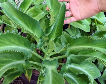 Kalanchoe Diagremontiana Mother of Thousands Plant