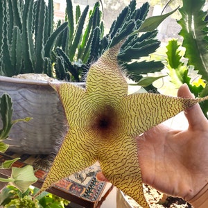 Giant Starfish Stapelia Gigantea Succulent