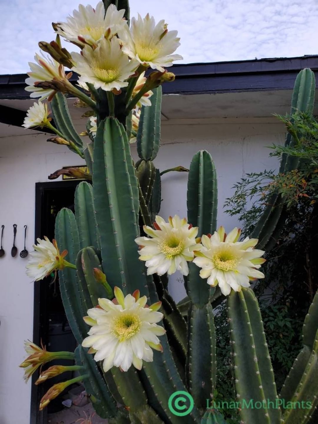 Cactus Flower 101: How to Make Cactus Bloom - Succulents Box