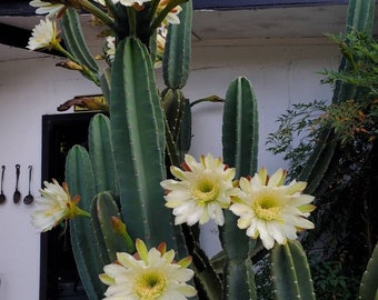 Könnte beinhalten: Eine hohe Kaktuspflanze mit mehreren großen, weißen Blüten, die blühen. Der Kaktus ist grün und hat eine stachelige Textur. Die Blüten sind in voller Blüte und haben ein zartes, geschichtetes Aussehen.