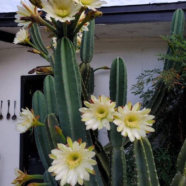 Tall Night Blooming Peruvian Apple Cactus Cereus Hildmannianus