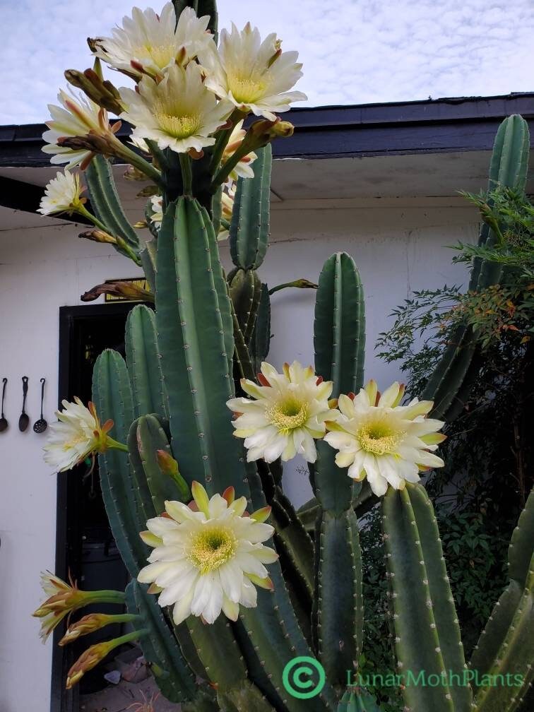 Tall Night Blooming Peruvian Apple Cactus Cereus