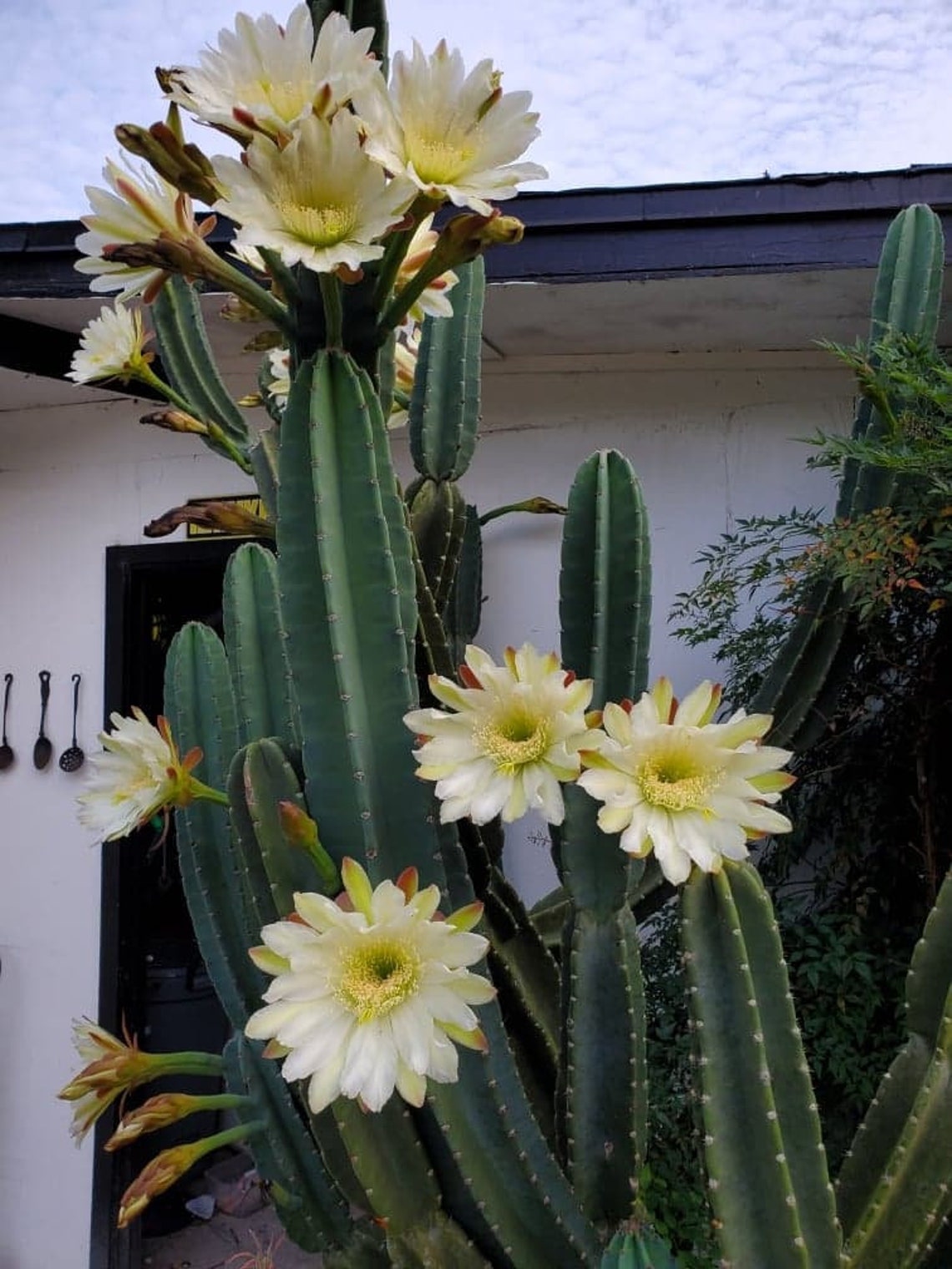 peruvian apple cactus peruvian apple cactus