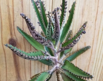 Mother Of Thousands Kalanchoe X Houghtonii Daigremontiana Devil's Backbone Alligator