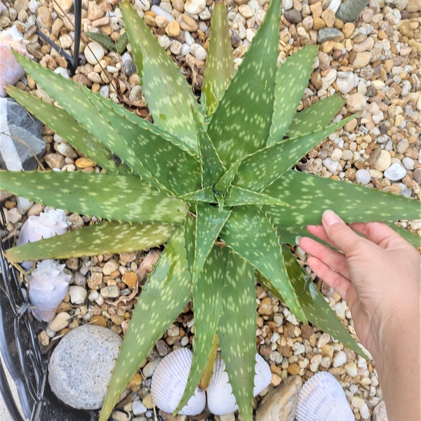 8-10" Zebra Soap Aloe Maculata Saponaria Plant