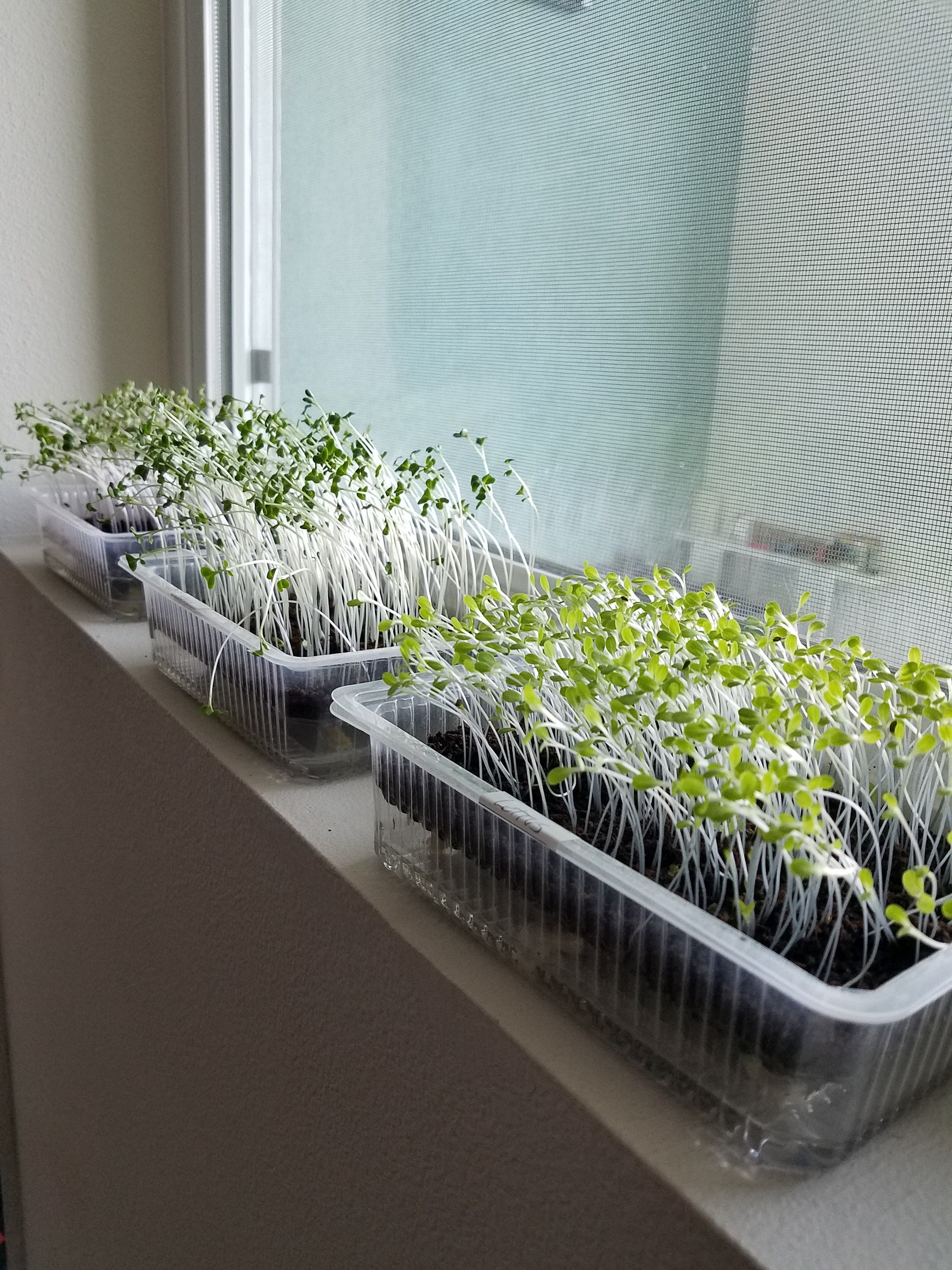 Auto Water Large Microfarm Windowsill Microgreen Grow Trays 4 Etsy UK