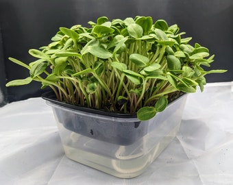 Premium Sunflower Microgreen Grow Your Own Kit - 3 Crops